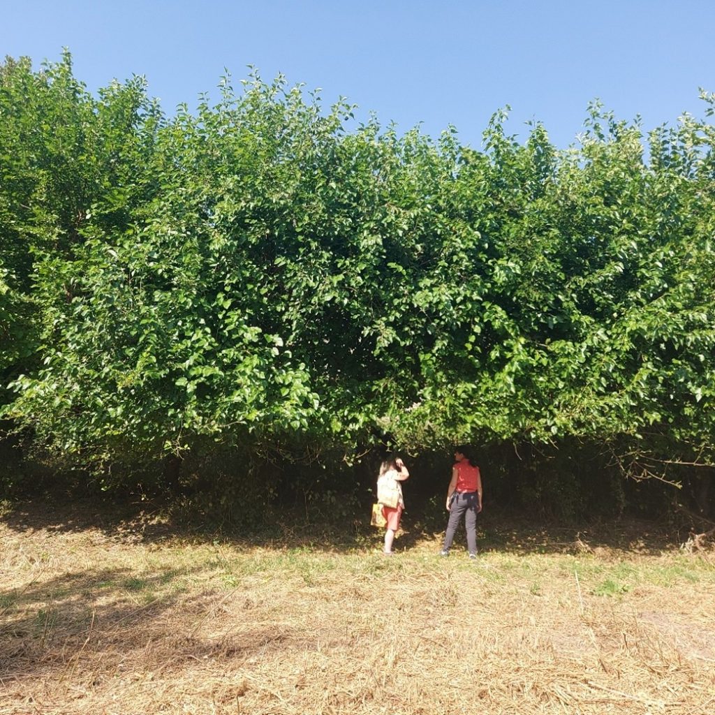 The mulberry plantation of St. Martin de Lansuscle bearing witness of former sericultural activity of the village.
