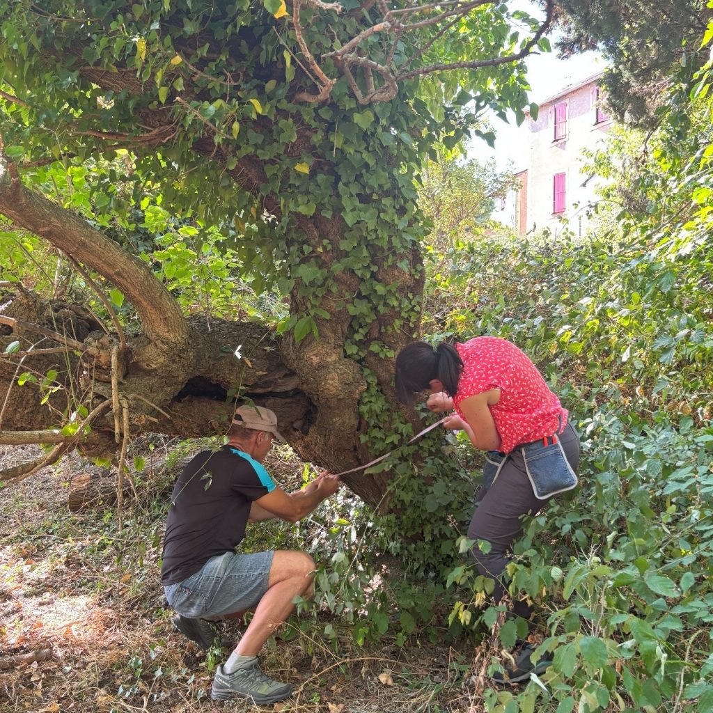 Measuring trunk circumference of the oldest trees of the St. Martin de Lansuscle plantation.