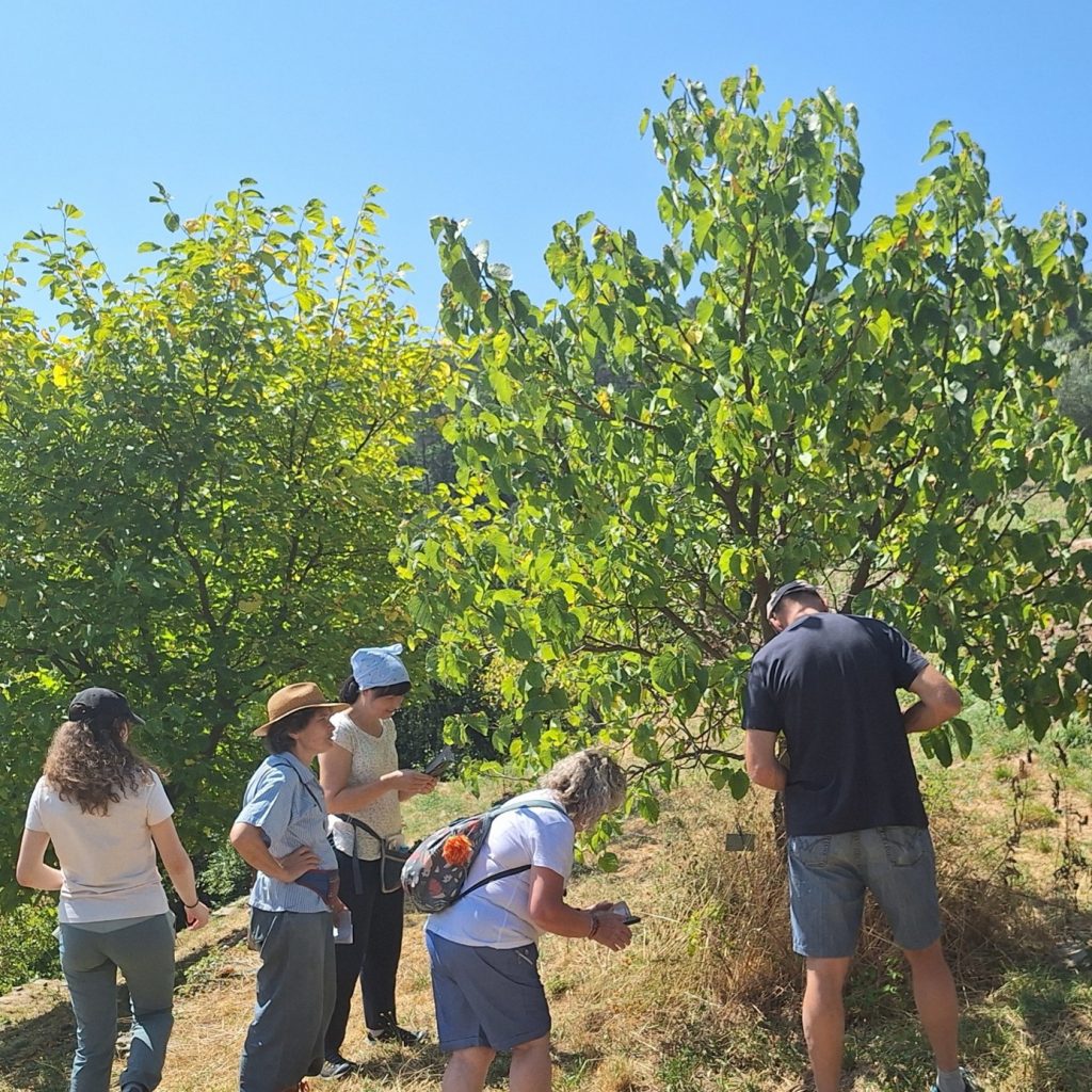 Mulberry sampling at Mercoire terraced orchard.