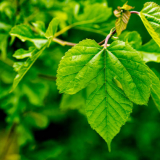 Black Mulberry Leaves Close up