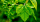 Black Mulberry Leaves Close up