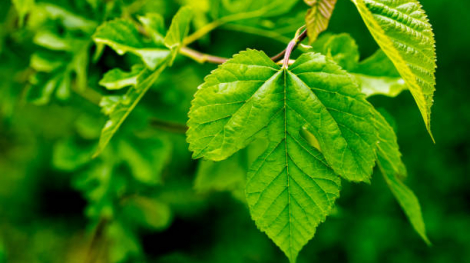 Black Mulberry Leaves Close up