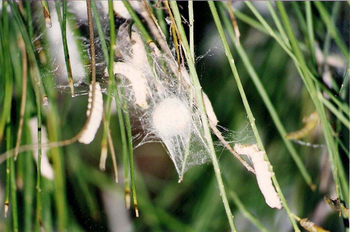 gaita-baco-silk-aracne-project